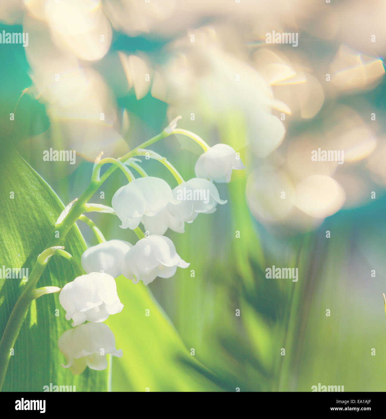 Lilly of the valley Stock Photo - Alamy
