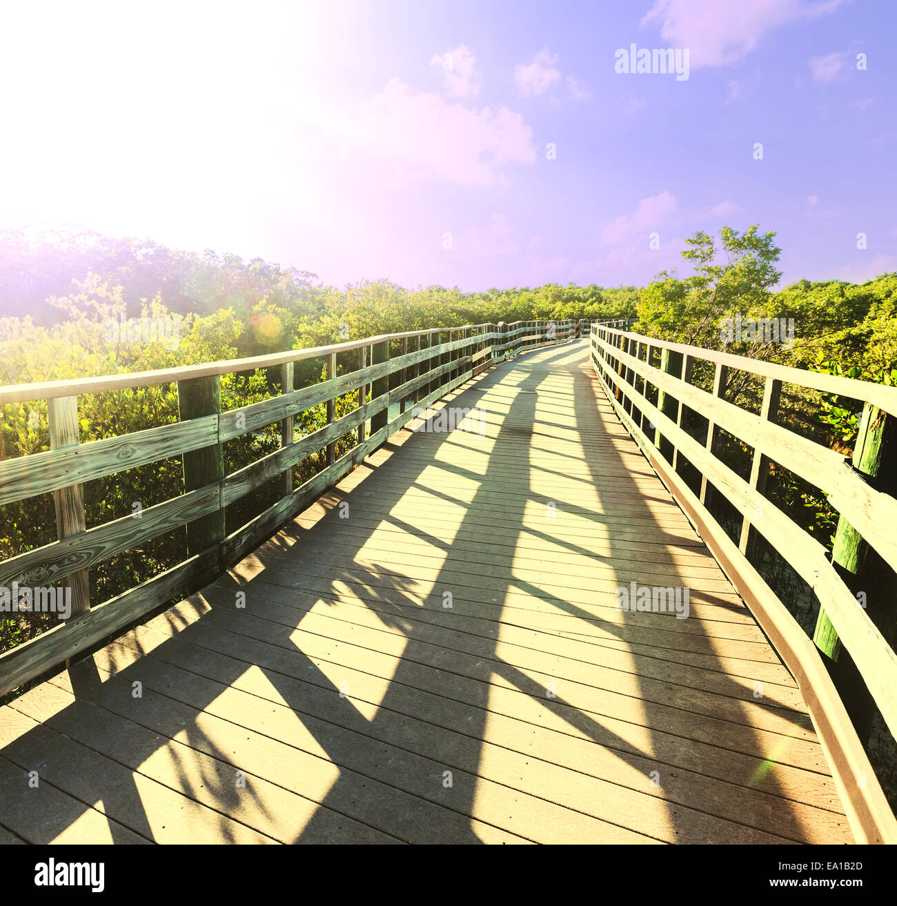 Boardwalk in swamp Stock Photo - Alamy