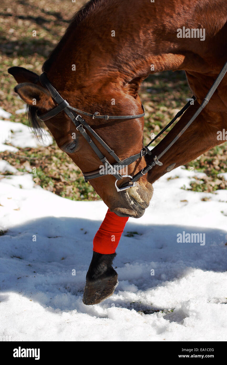 bay and beautiful race horse Stock Photo - Alamy