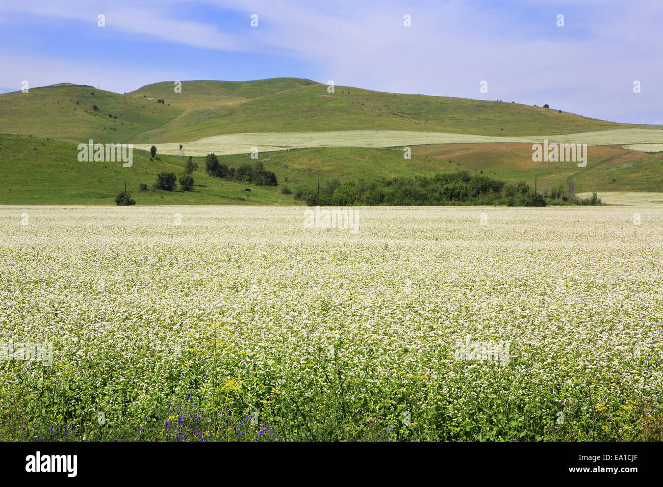 Beautiful field of buckwheat in the Altai Stock Photo Alamy