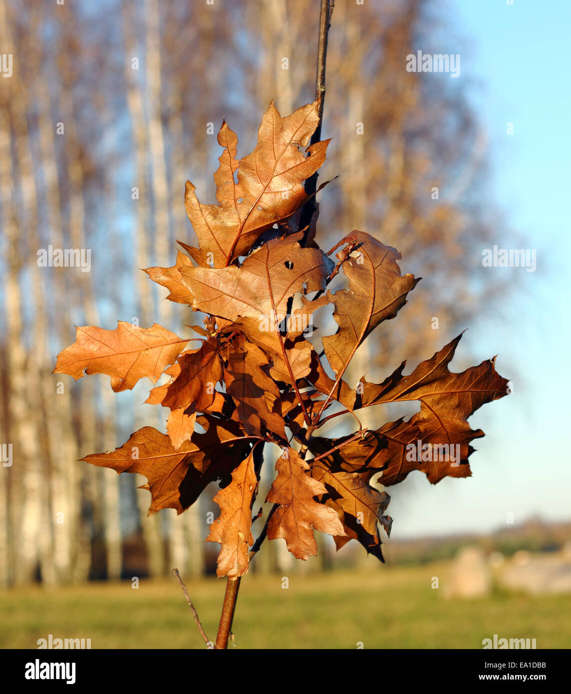Yellow leaves of the young oaks Stock Photo Alamy