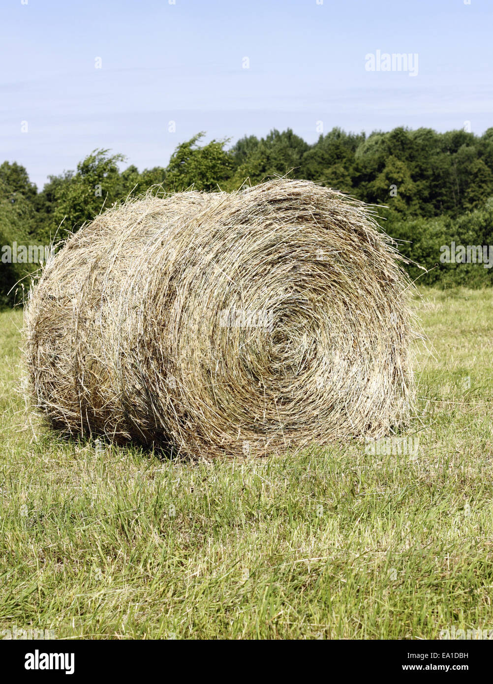 Купить Тюки Сена В Волгоградской Области