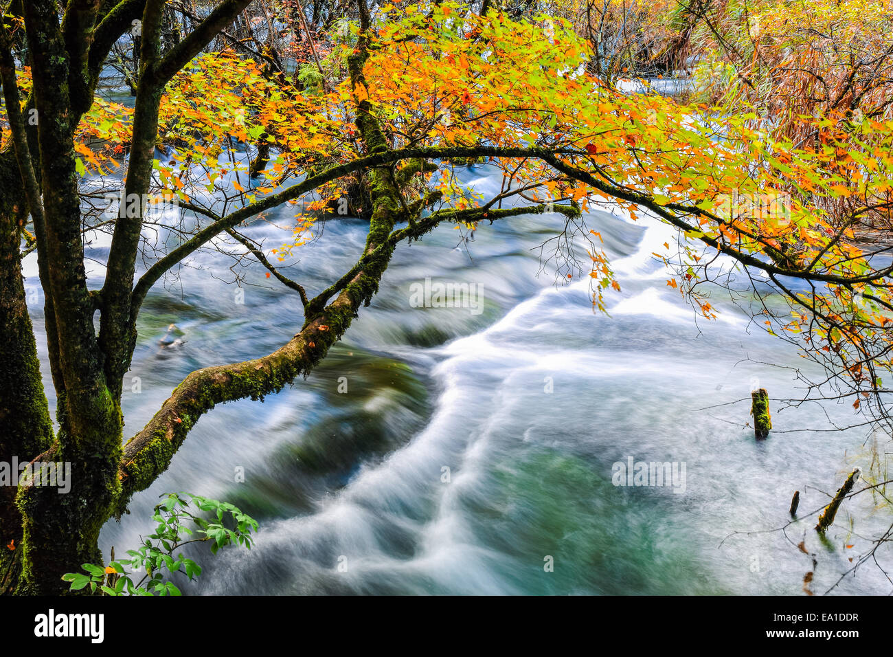 autumn tree and flowing creek Stock Photo