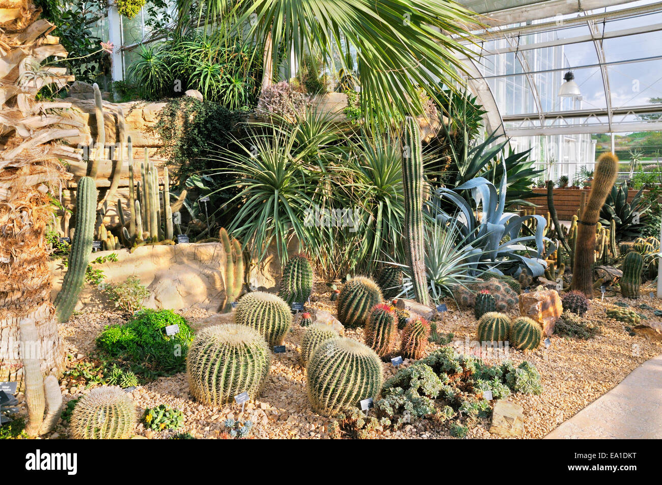 Cactus garden, The Glasshouse, RHS Wisley, Woking, Surrey, UK Stock Photo