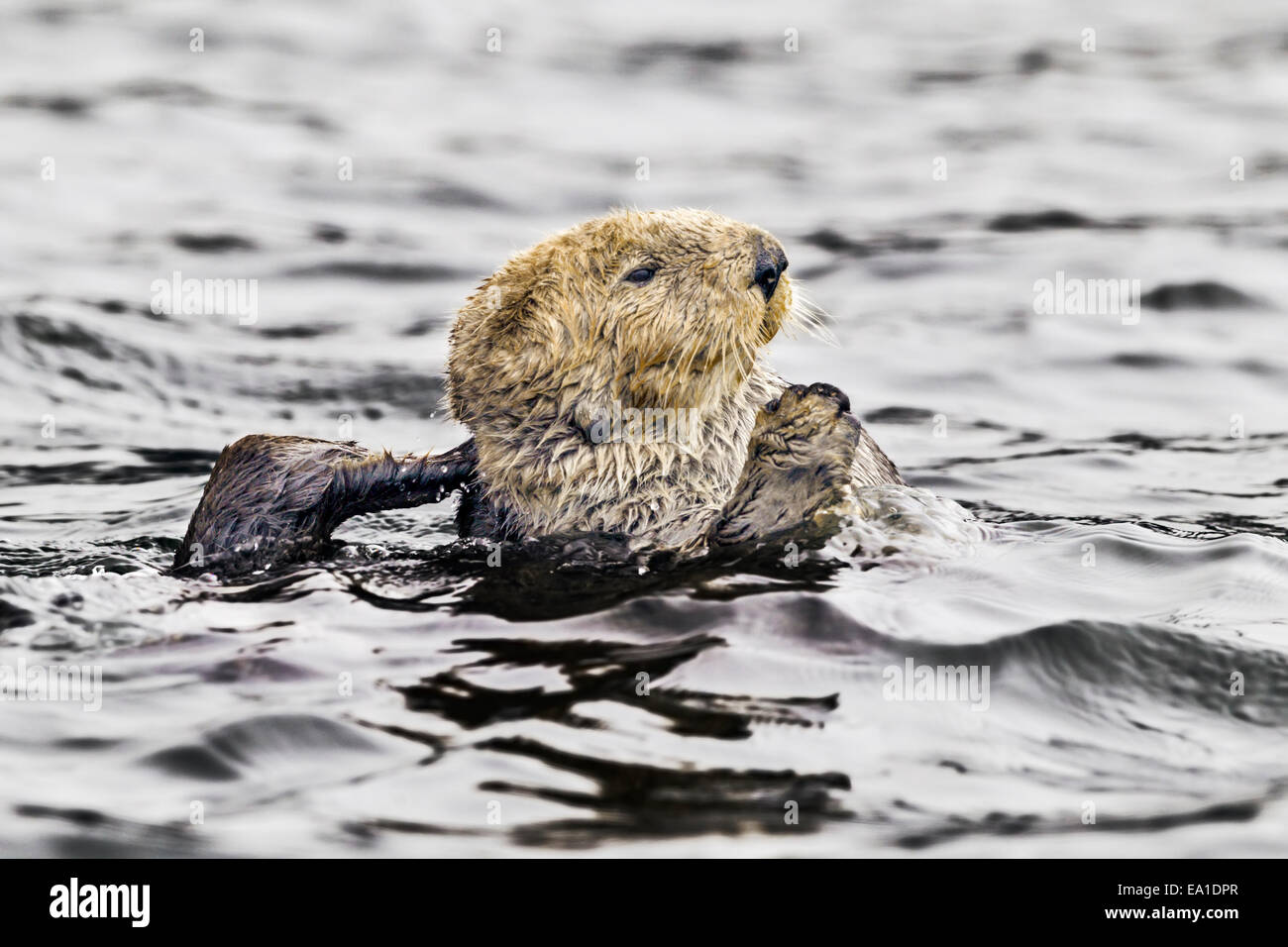 Northern sea otter grooming buoyantly in the sea off the Alaska coast Stock Photo