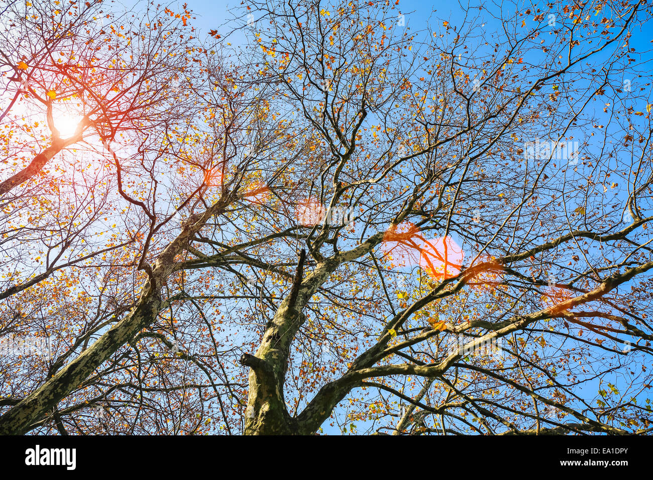 plane trees with autumn sky Stock Photo