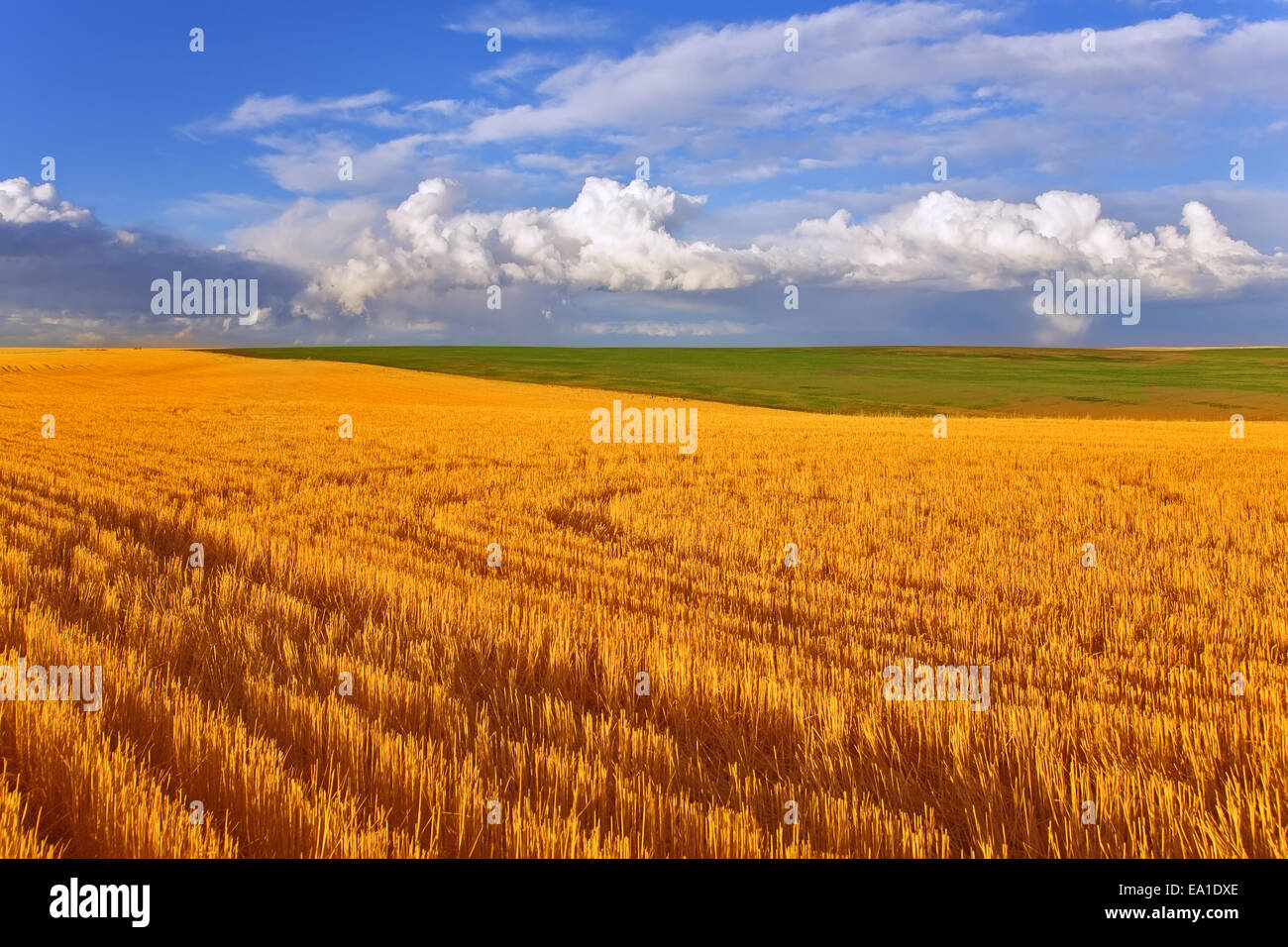 Huge field in state Montana Stock Photo