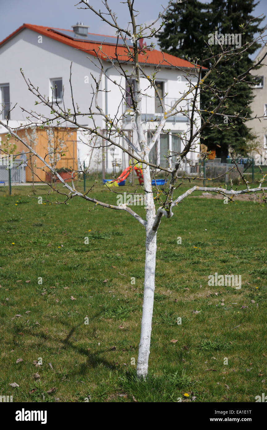 Bark protect Stock Photo