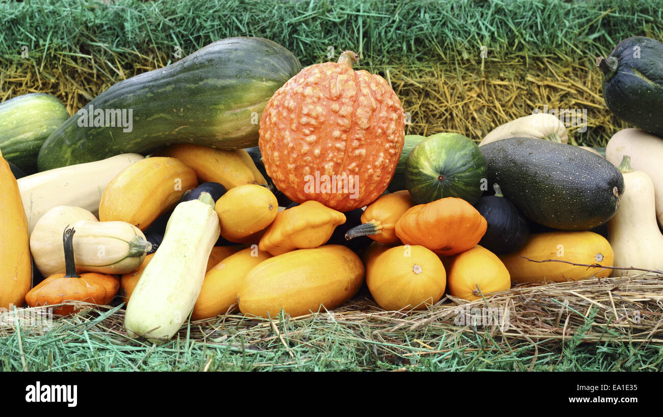 Autumn gifts of nature Stock Photo Alamy