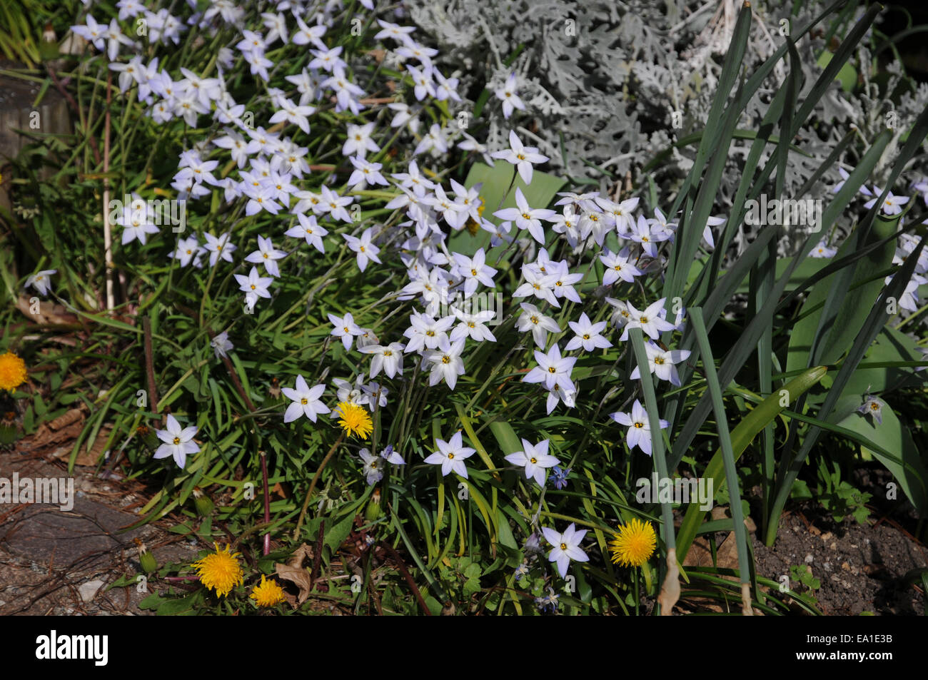 Spring Satar Is the spring hi-res stock photography and images - Alamy