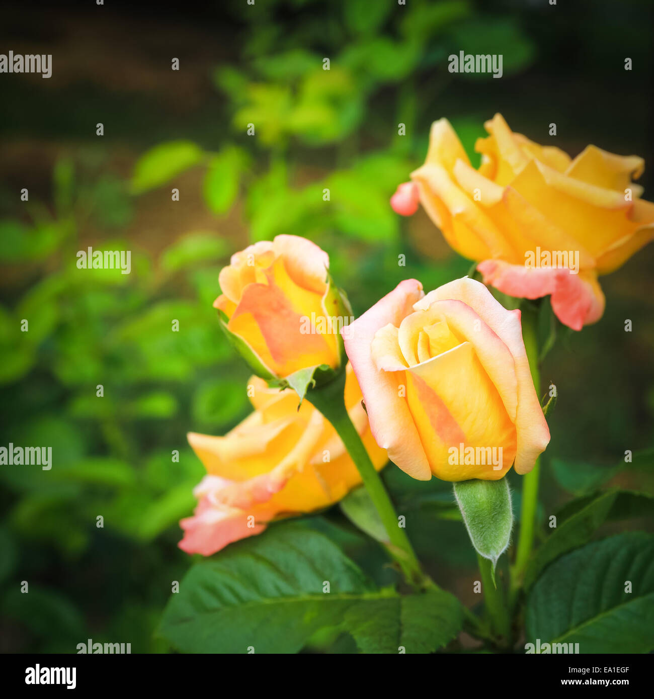 yellow chinese rose closeup Stock Photo Alamy