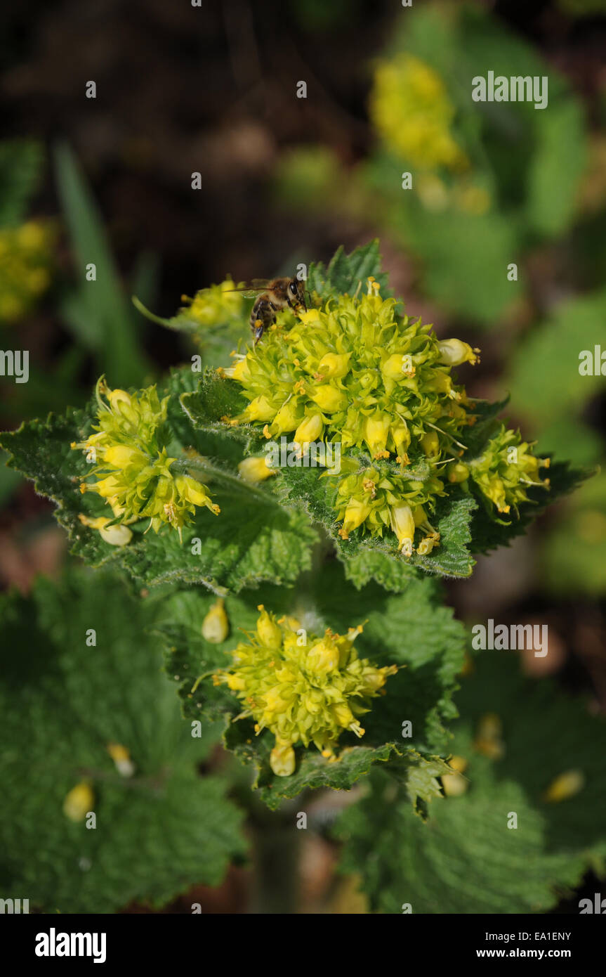 Yellow figwort Stock Photo