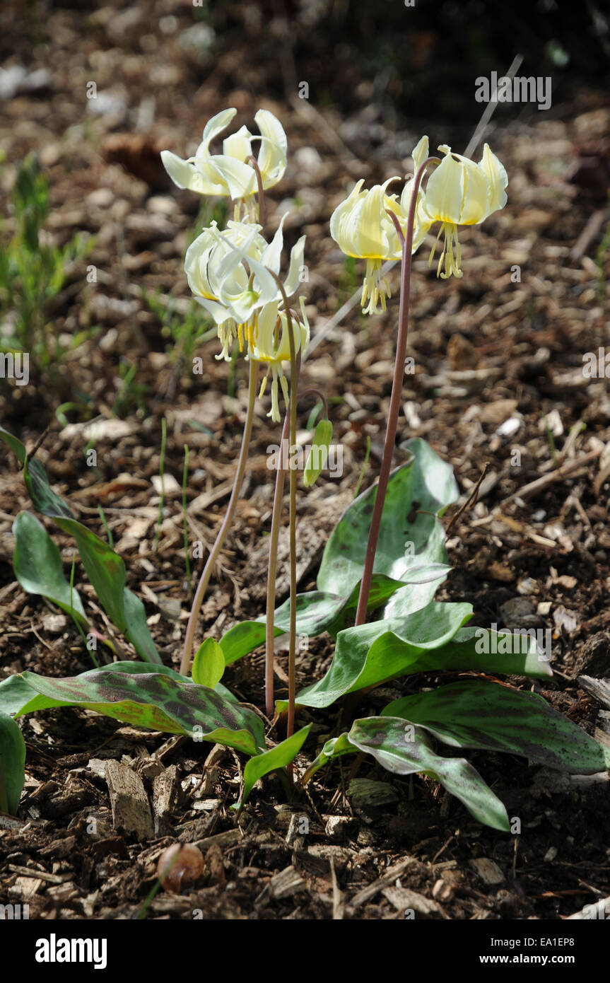 White fawn lily Stock Photo