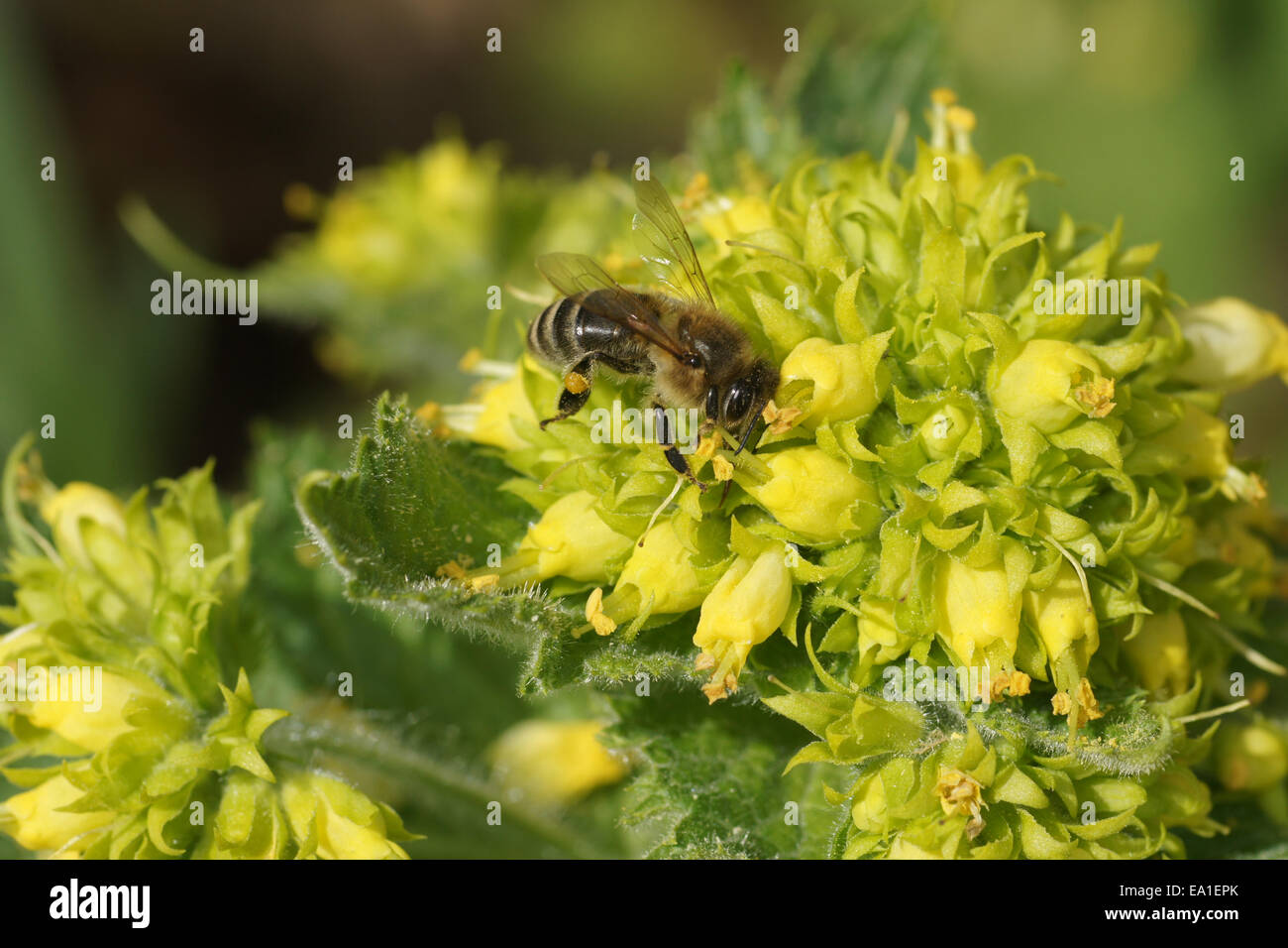 Yellow figwort Stock Photo