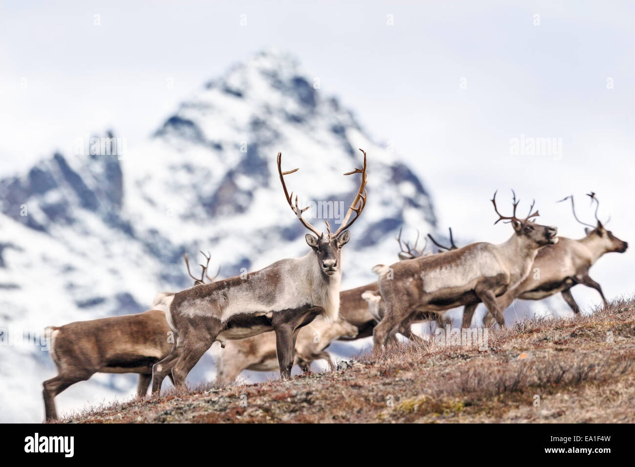 Nelchina Caribou herd mountain crossing in Alaska Range. Stock Photo