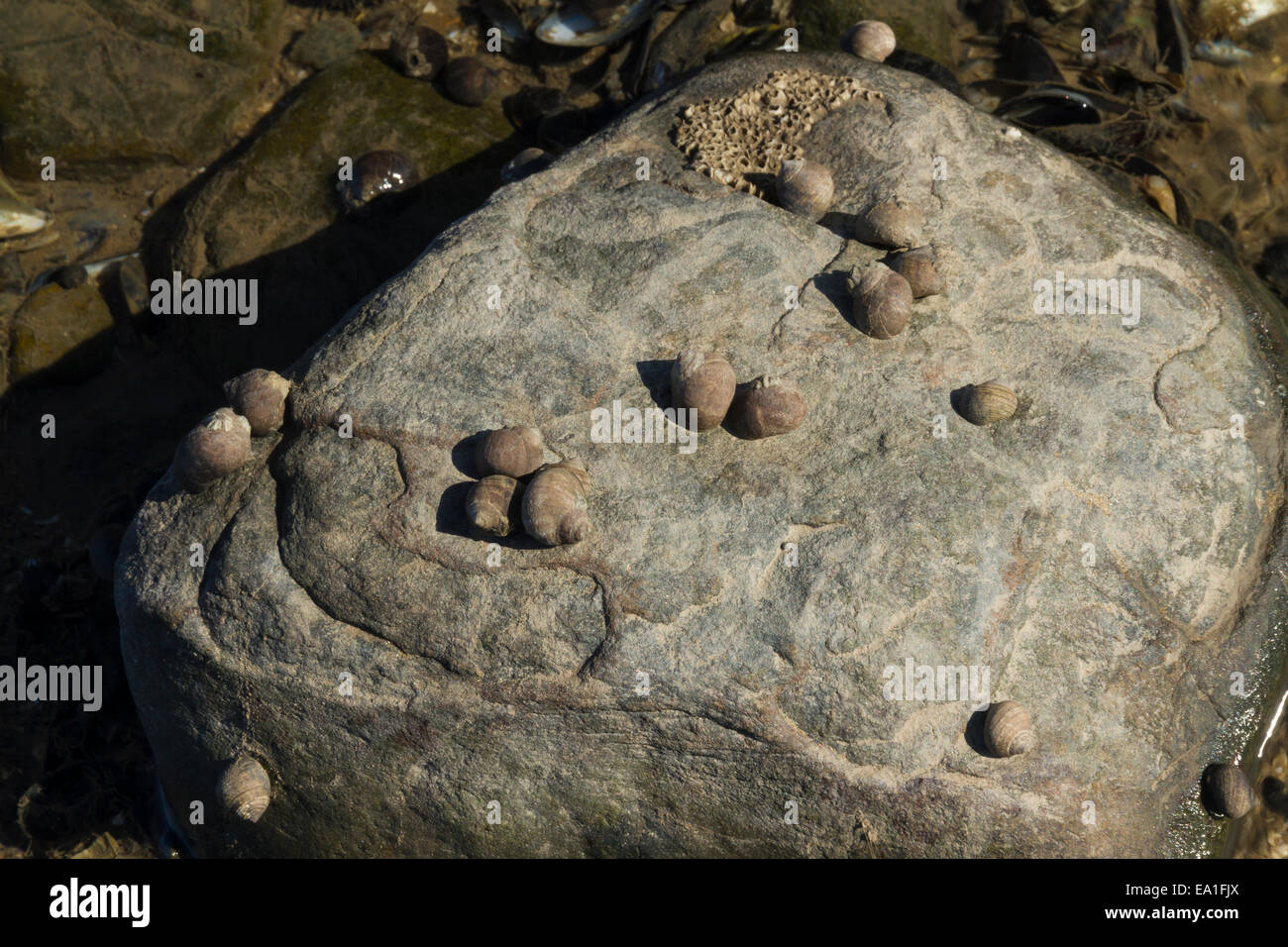 Rough periwinkle or Littorina saxatilis shells clinging to rock at low tide. United Kingdom Stock Photo