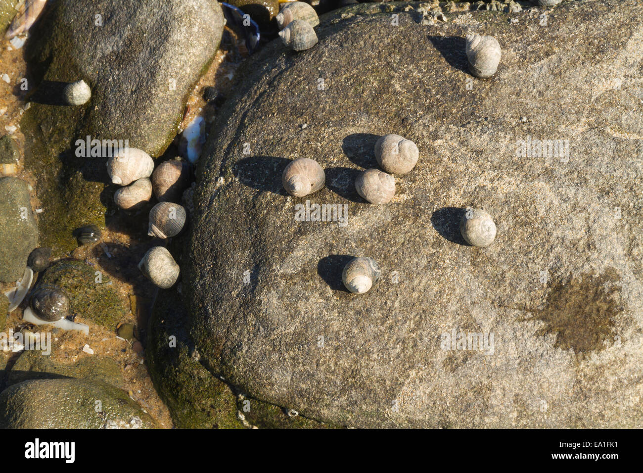 Rough periwinkle or Littorina saxatilis shells clinging to rock at low tide. United Kingdom Stock Photo