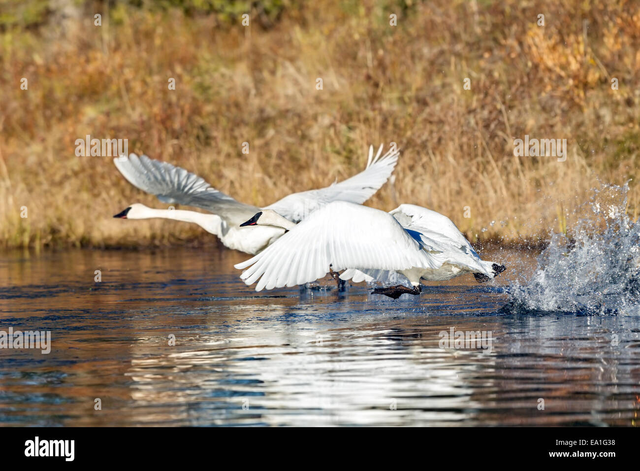 A pair of Trumpeter swan (Cygnus buccinator) take off from a beaver pond in Alaska Stock Photo