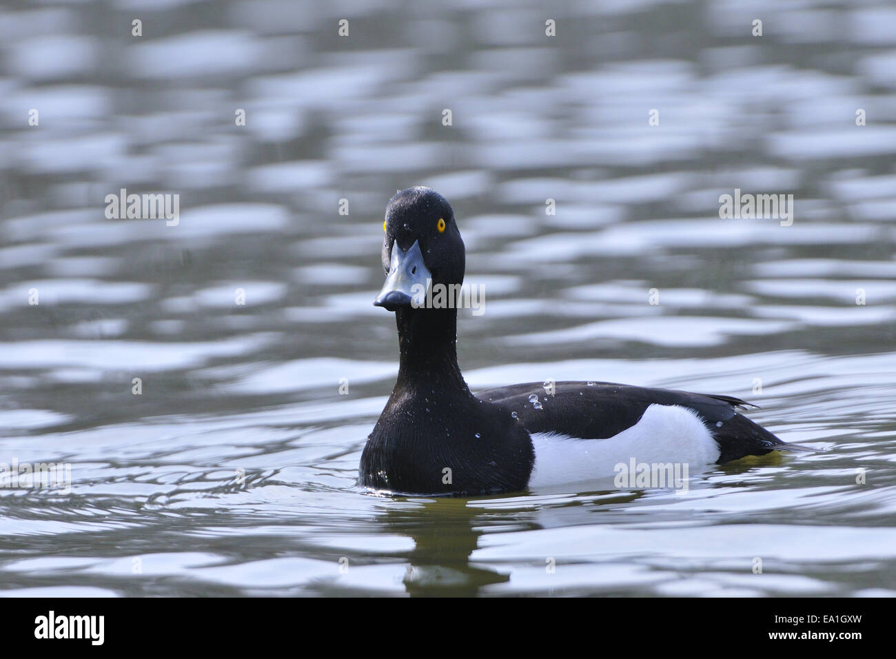 Tufted duck Stock Photo