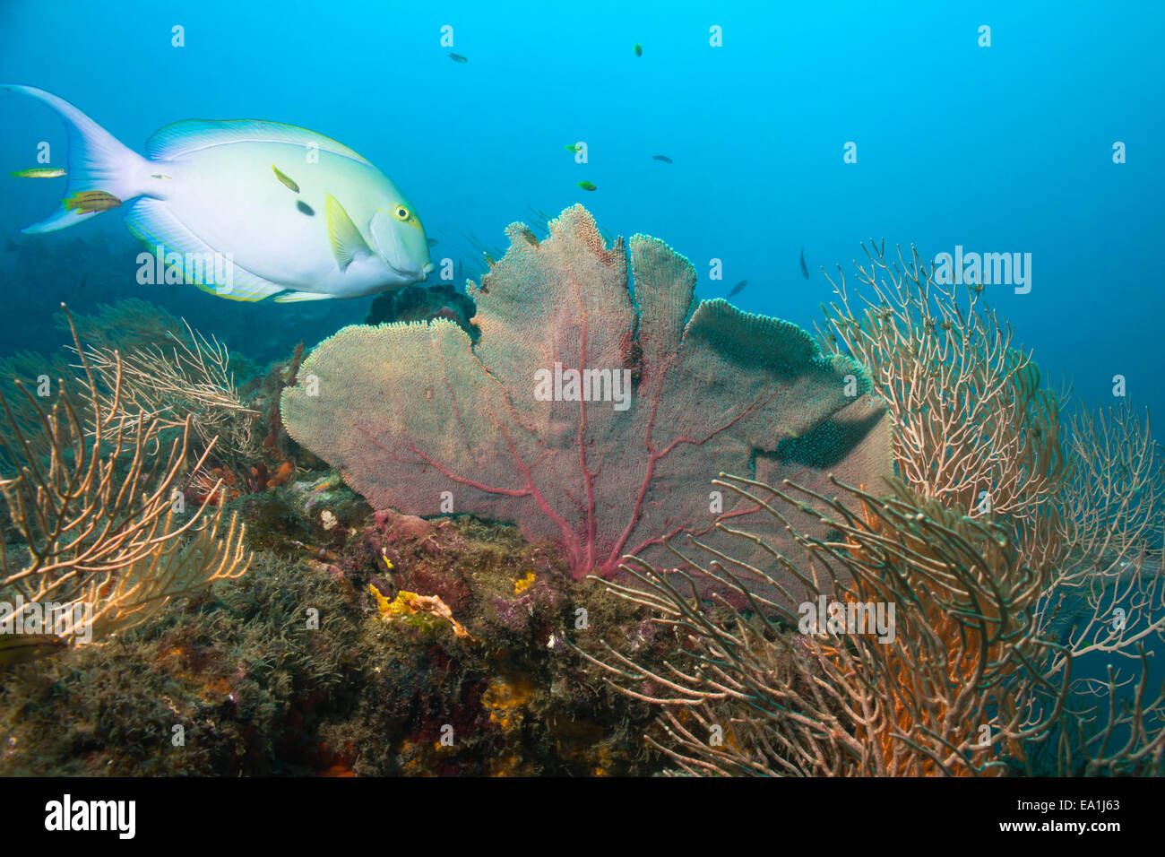 Yellowfin Surgeonfish Stock Photo