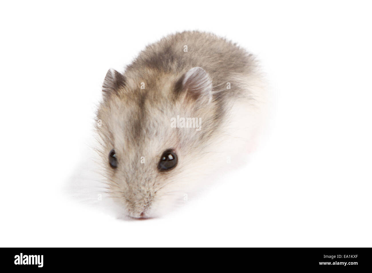 Baby syrian hamsters hi-res stock photography and images - Alamy
