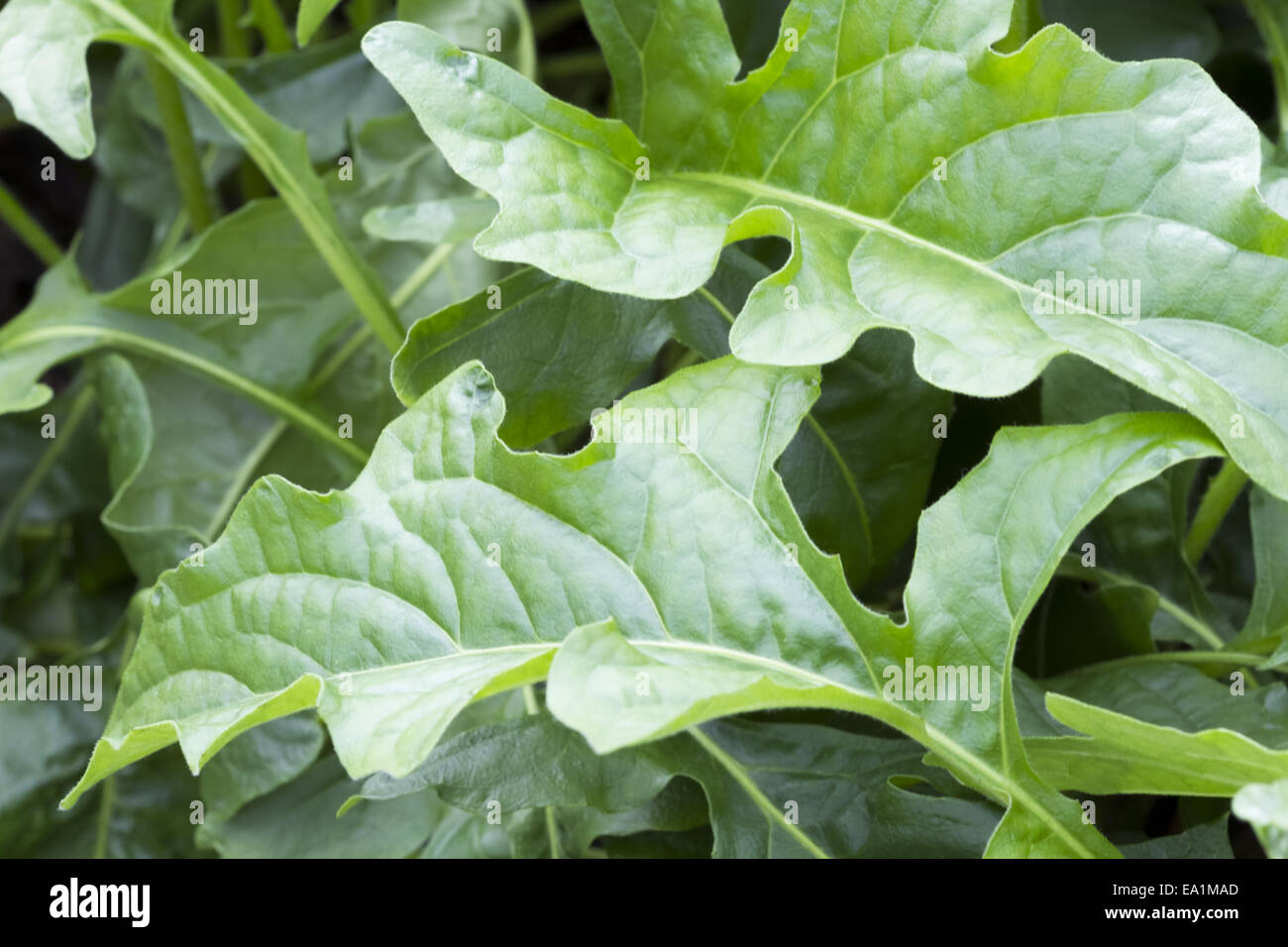 gerbera leaves Stock Photo Alamy
