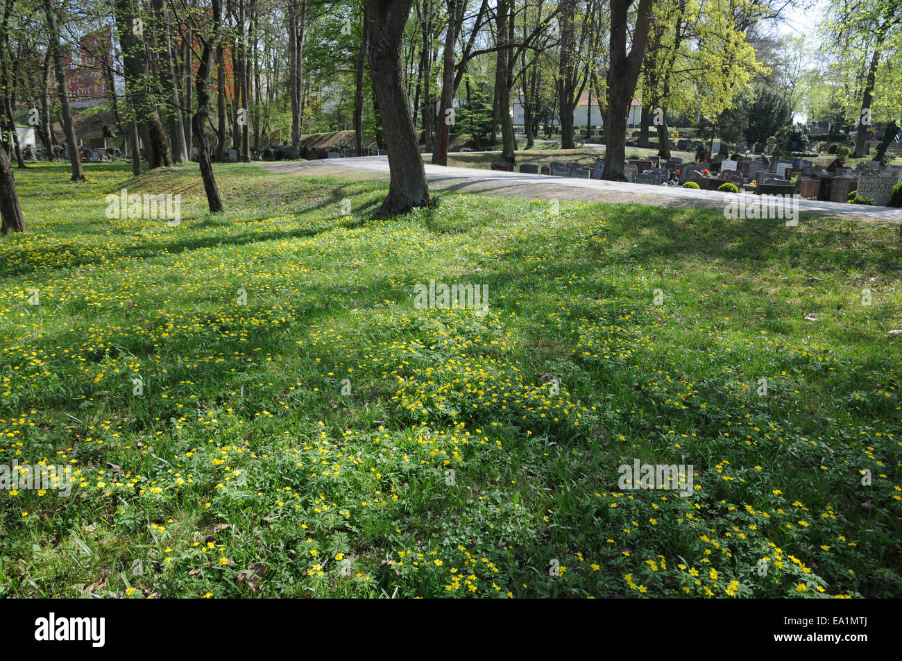 Yellow anemones Stock Photo