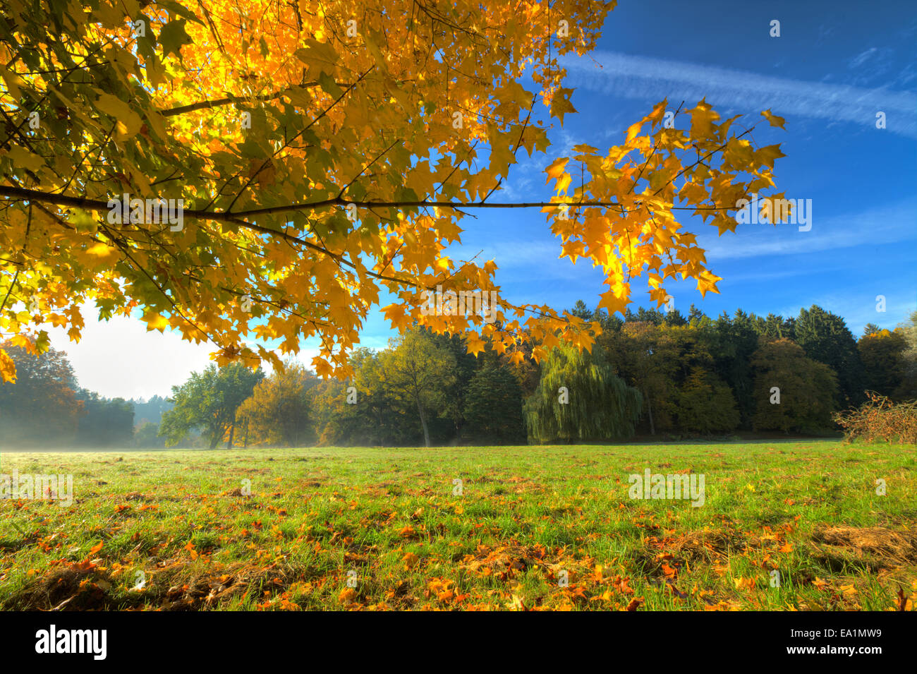 Autumn scenery with dry leaves and sunshine Stock Photo