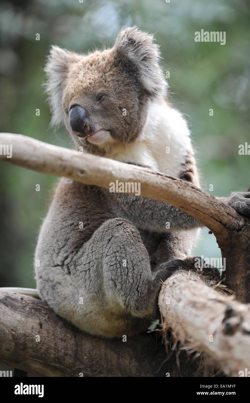 An Australian Koala in its natural habitat Stock Photo Alamy