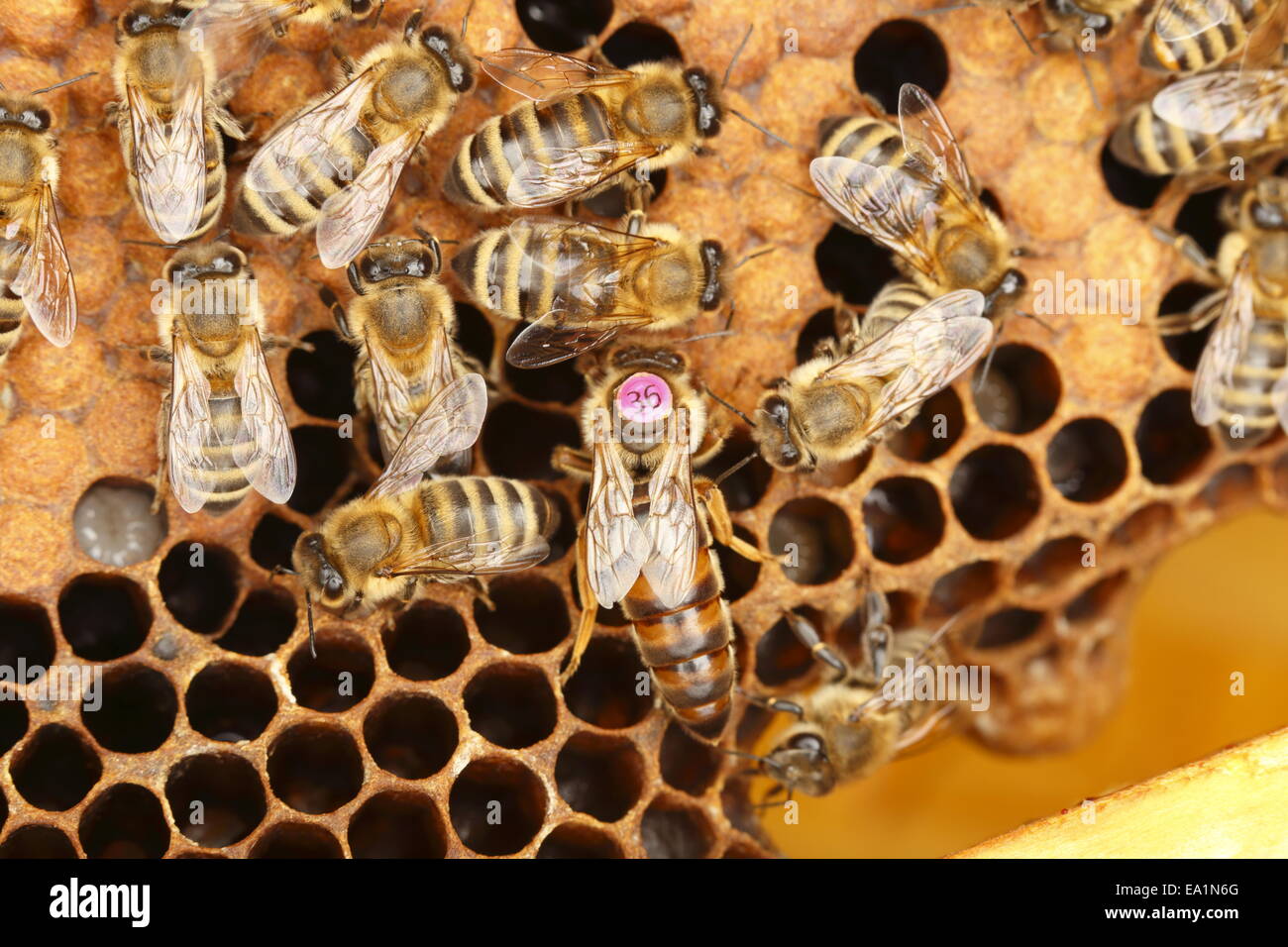 bee hive Stock Photo