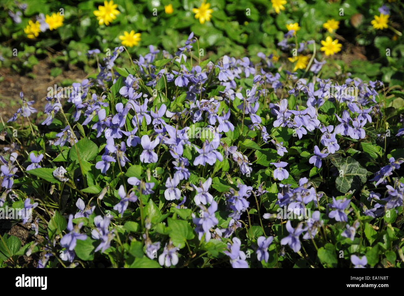 Wood violets hires stock photography and images Alamy