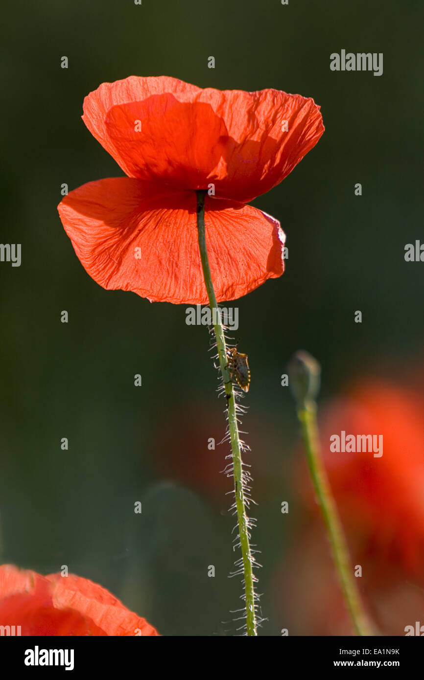 Papaver rhoeas Stock Photo