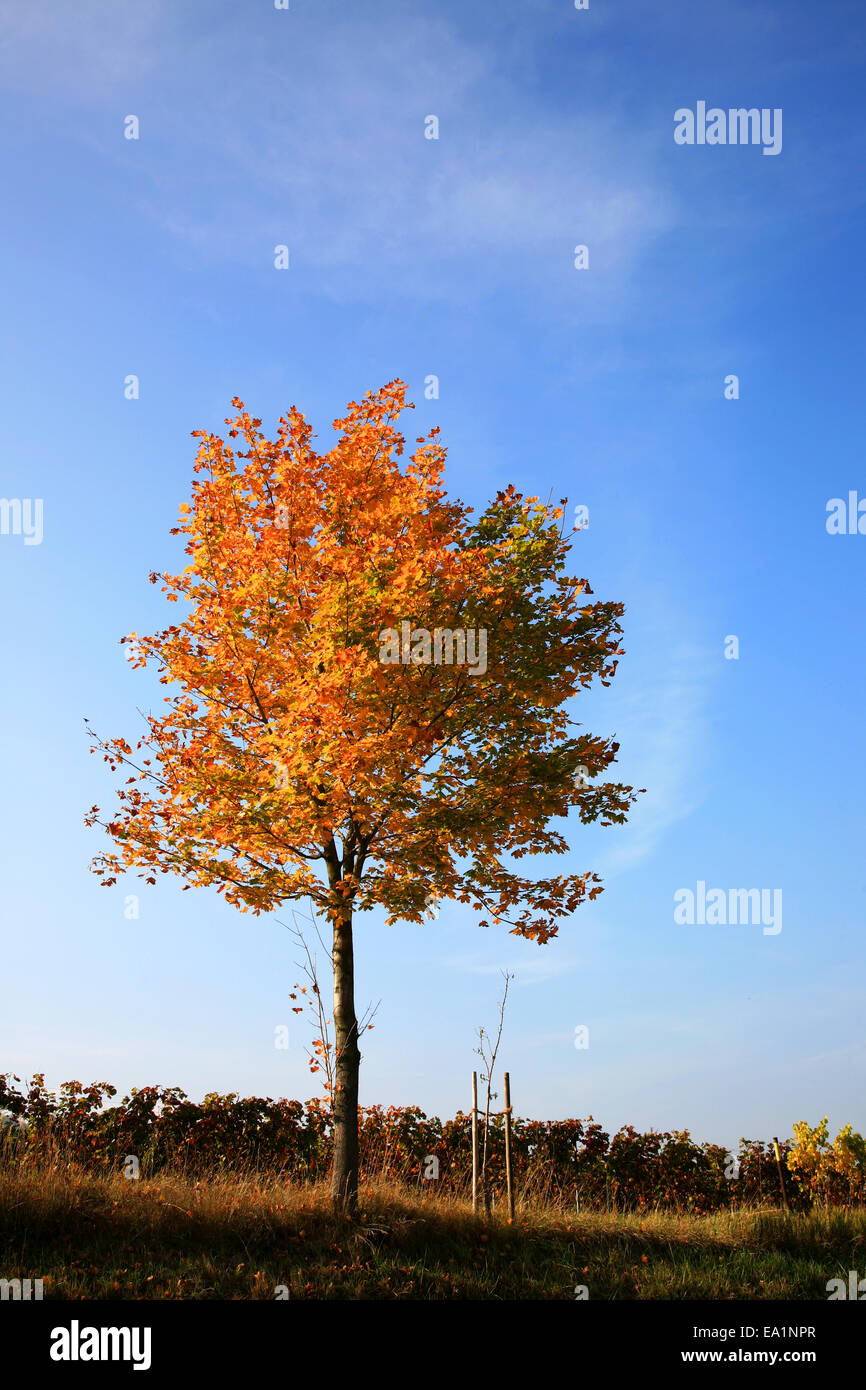 Herbstbaum Stock Photo