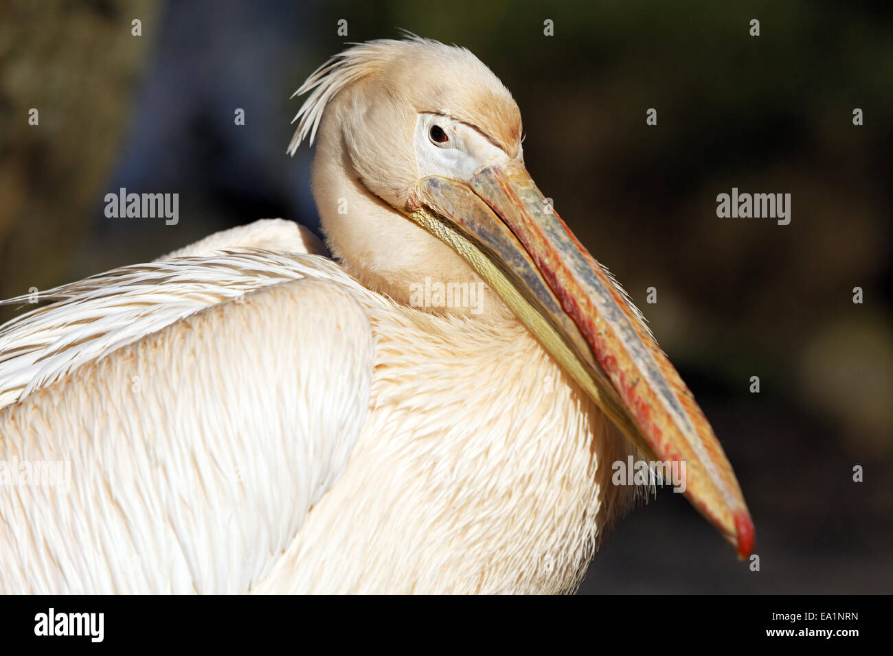 White Pelican Stock Photo