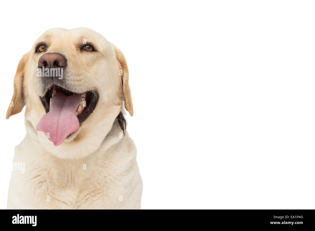 Labrador tongue out Cut Out Stock Images Pictures Alamy