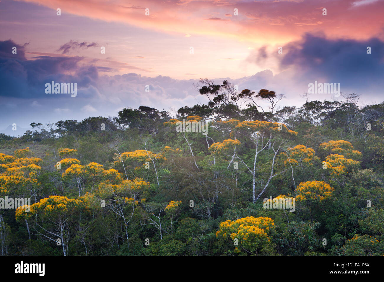 Flowering May Trees at sunset in Altos de Campana national park, Panama province, Pacific slope, Republic of Panama. Stock Photo