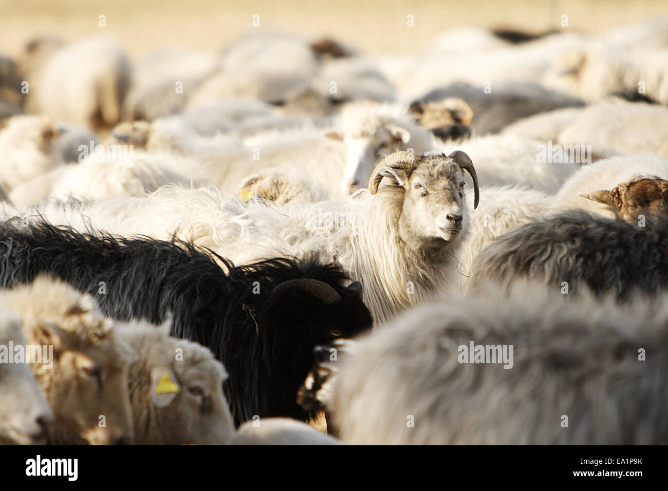 Flock of sheep Stock Photo