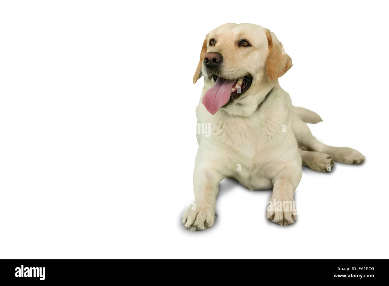 Cute labrador dog lying on floor Stock Photo - Alamy