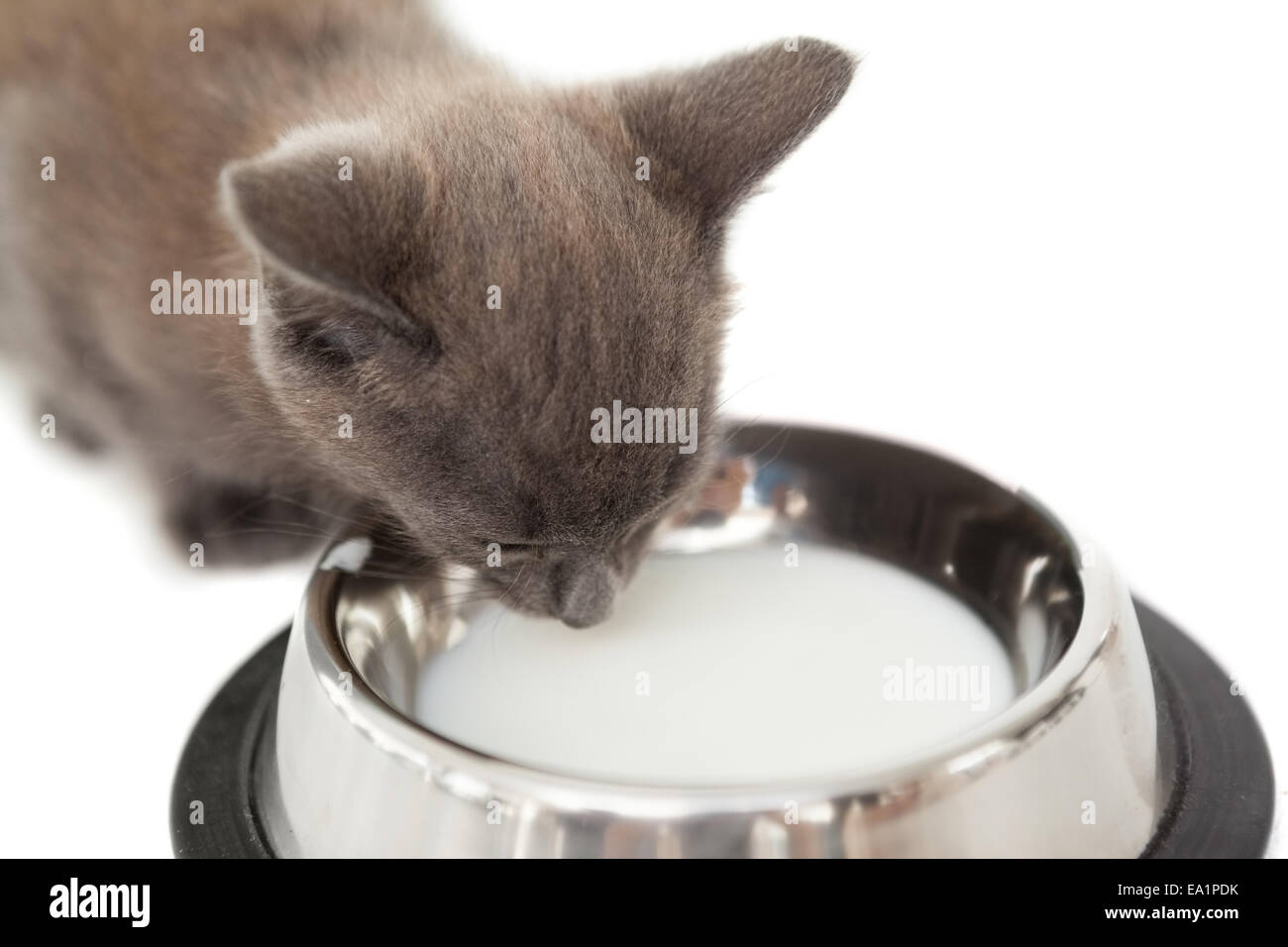 Кошка лакает. Кошка лакает молоко. Я увидела котенка пьющего молоко из миски. Кот лакает молоко. Кошка пьет молоко.