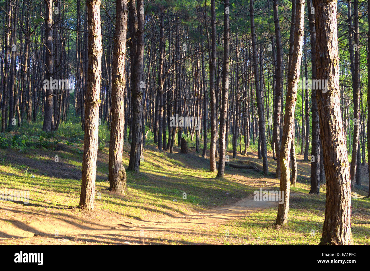 Coniferous forest Stock Photo