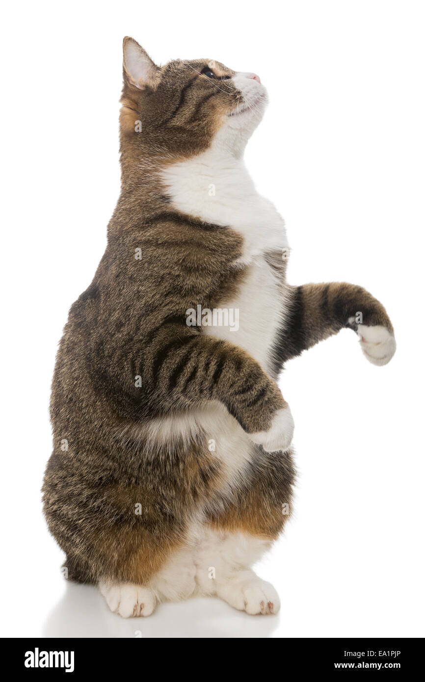 Playful grey cat standing on hind legs Stock Photo
