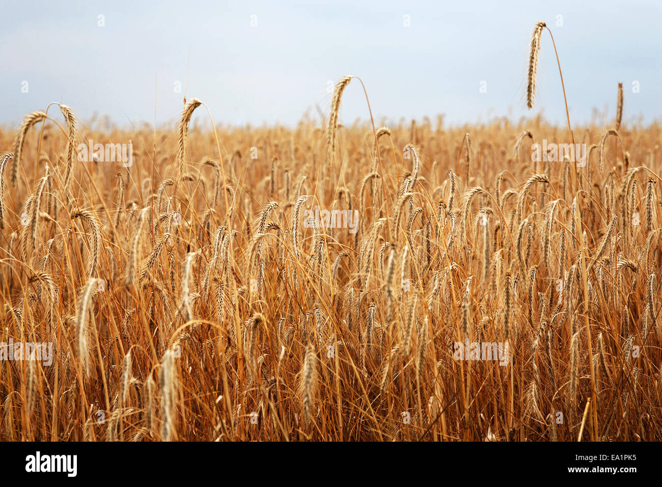 cornfield Stock Photo - Alamy