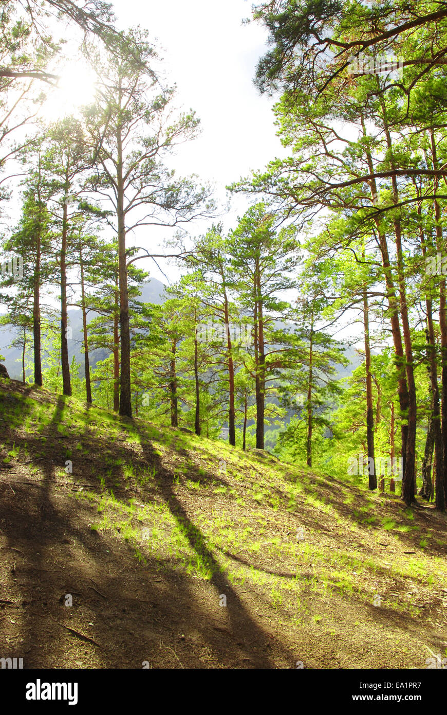 Background pine forest hi-res stock photography and images - Alamy