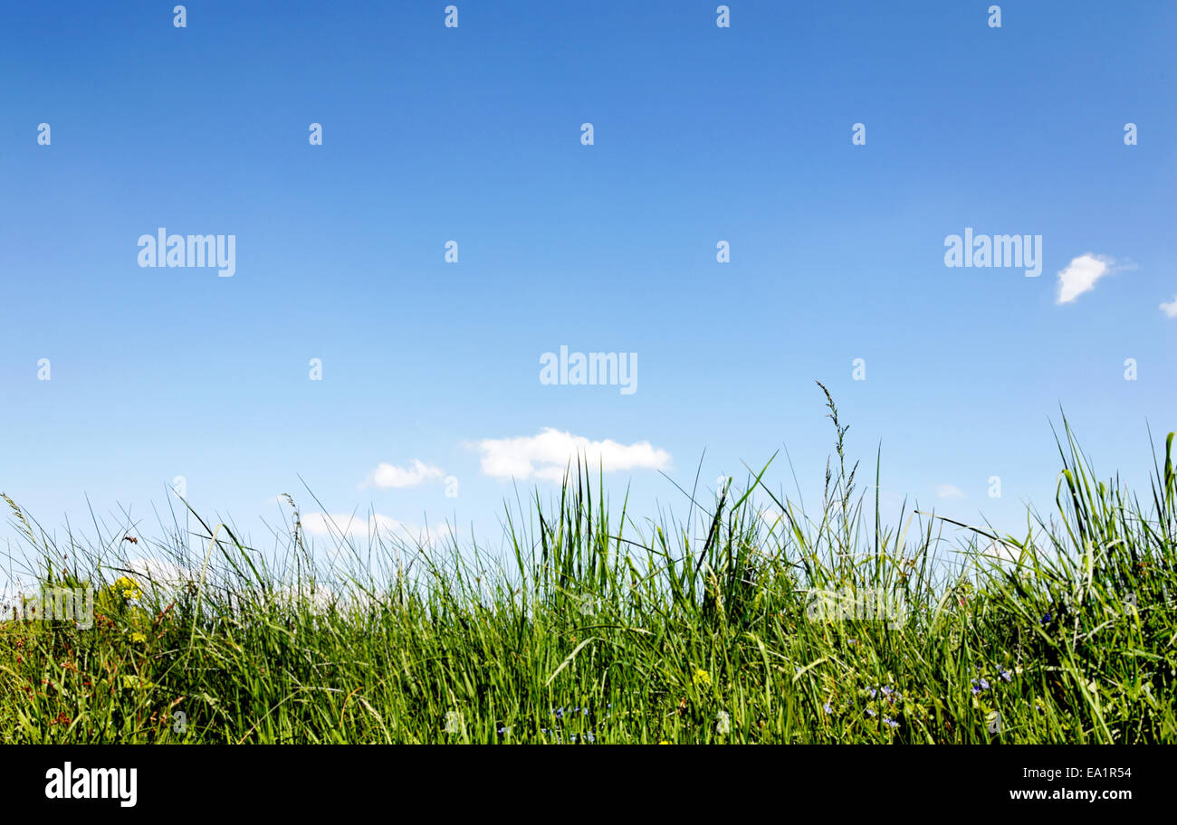 Meadow Stock Photo