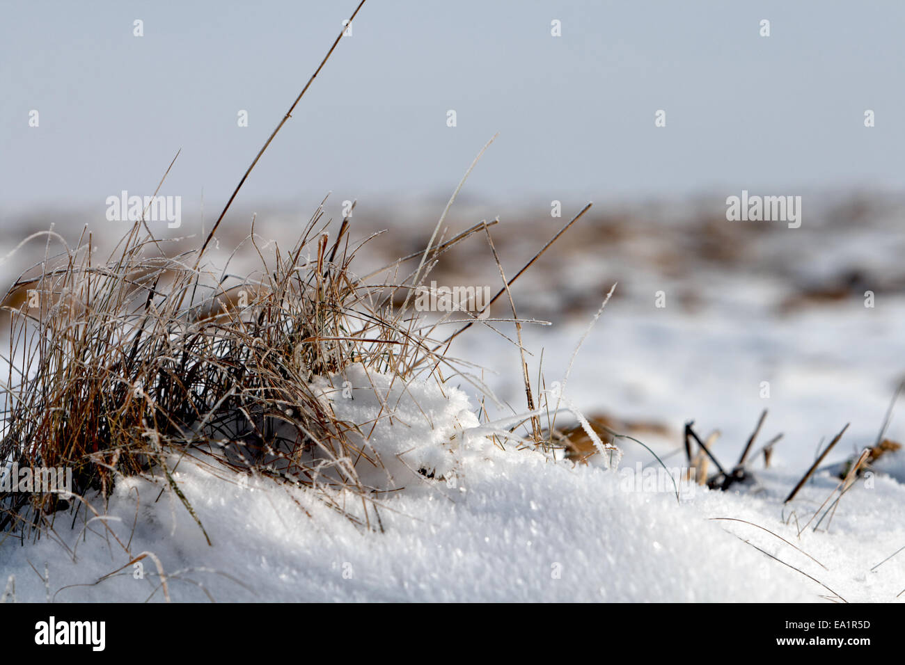 Snow Stock Photo