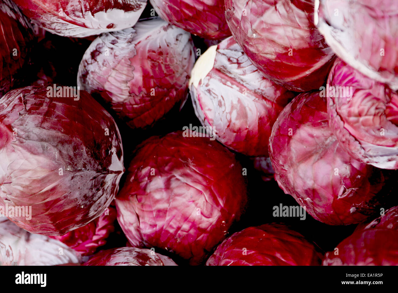 Red cabbage Stock Photo