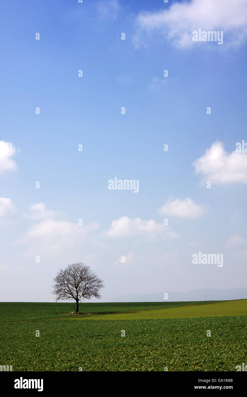 Tree in spring Stock Photo - Alamy