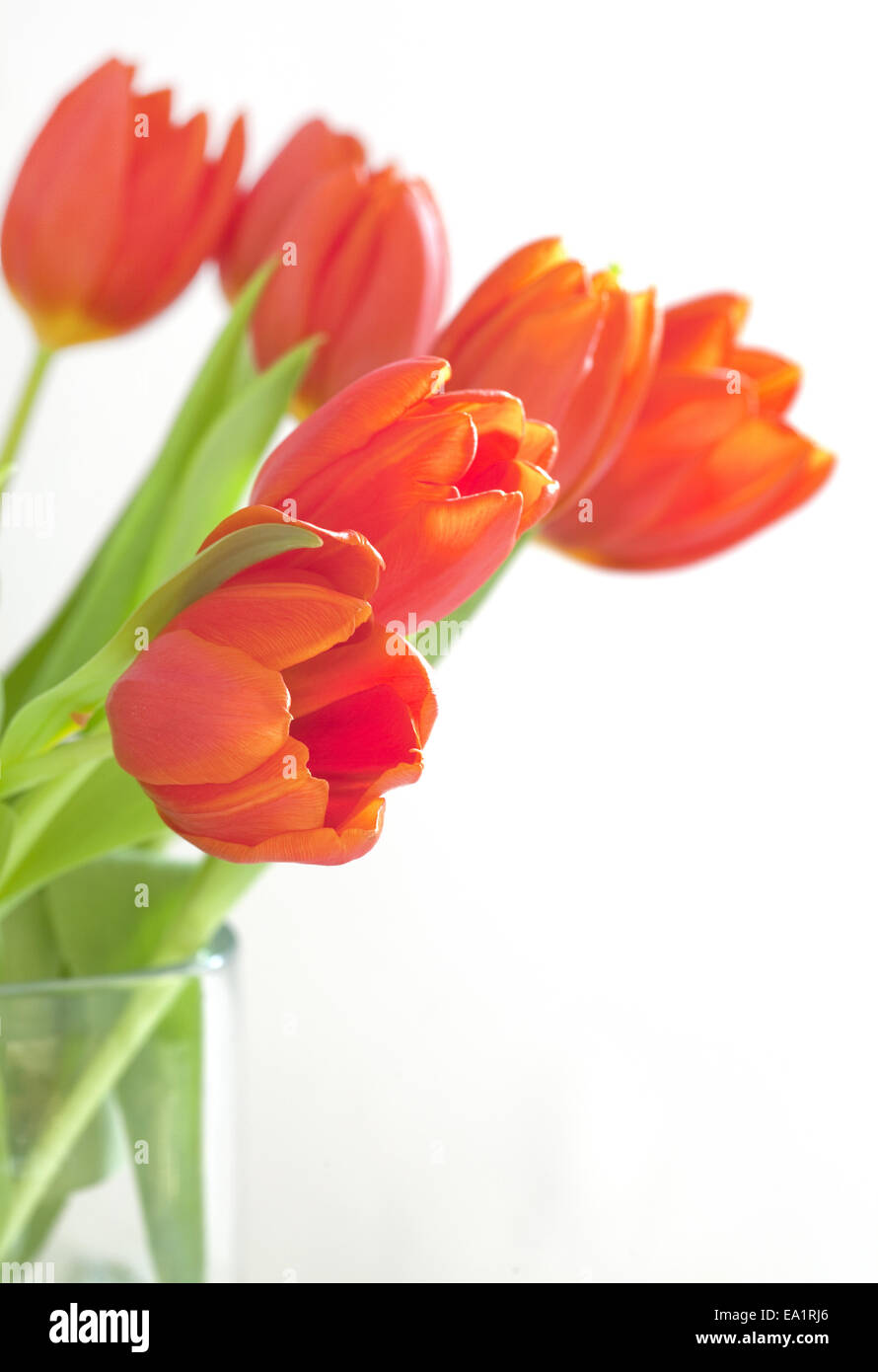 tulips Stock Photo