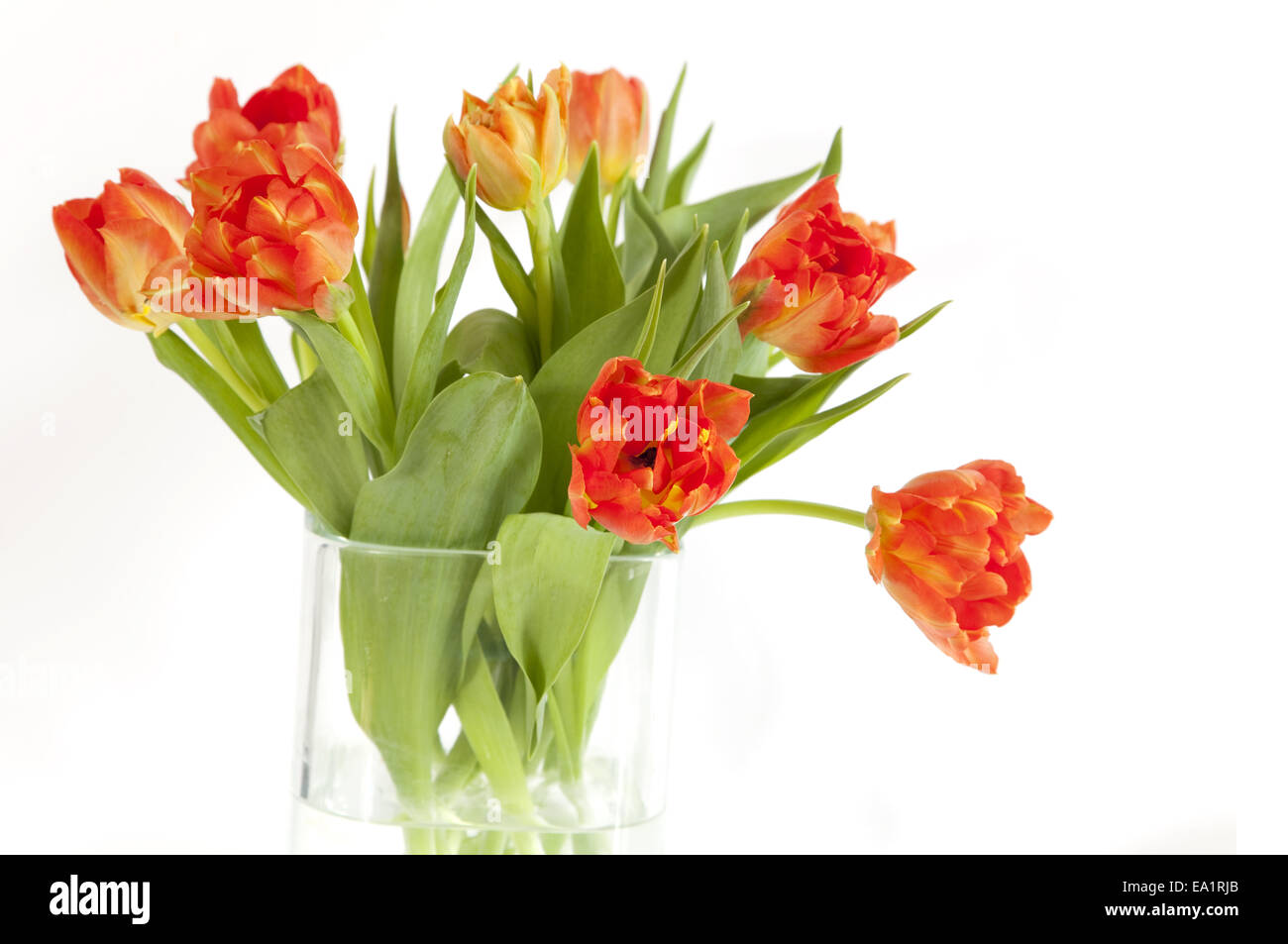 tulips Stock Photo