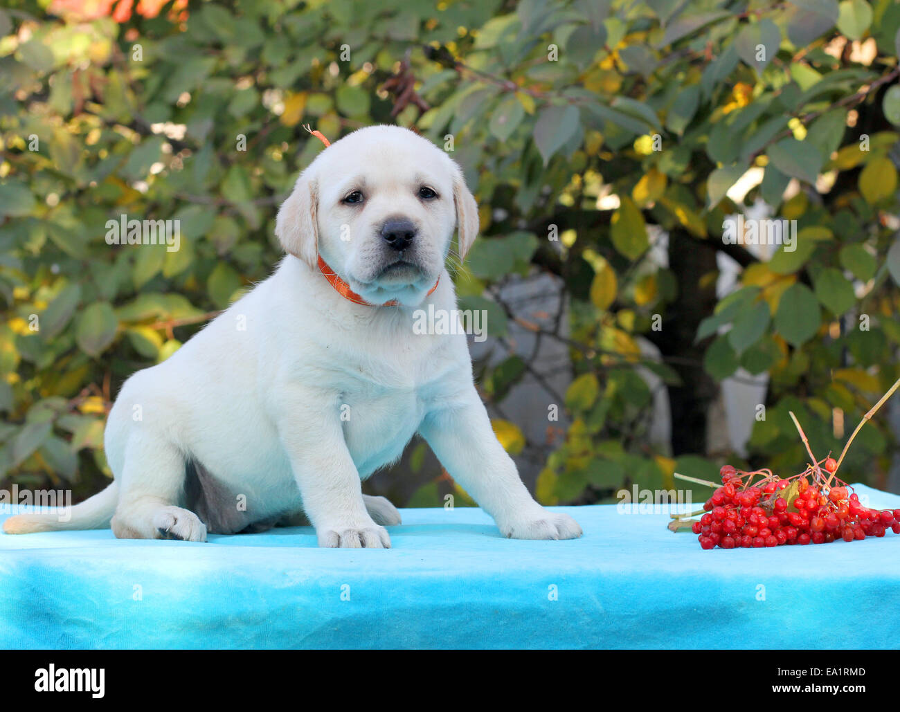 arrowwood retrievers